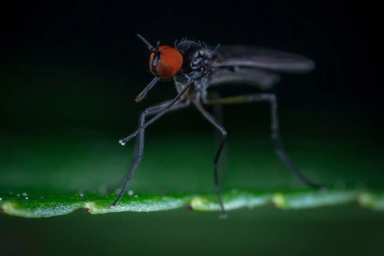 Macro Photography: Focus & Detail