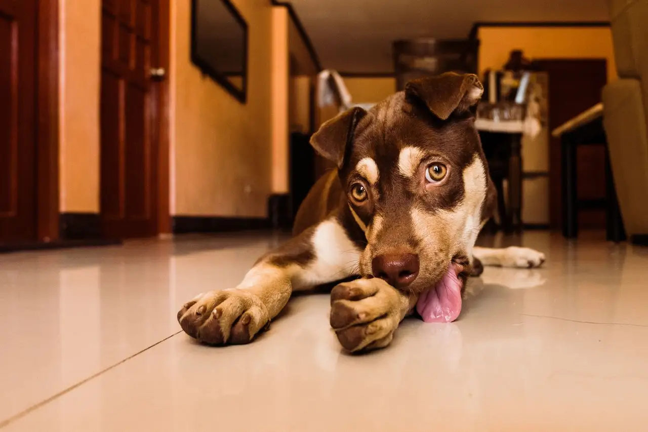 Pet Photography: Behaviour & Portraits